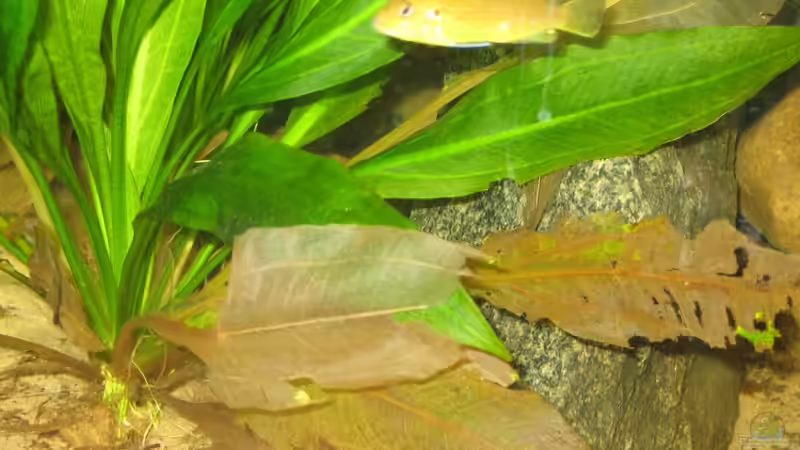 Ist das normal das die Blätter so verwelken ? (achso und wie heist die eig:P ) von Markus Hoffman (8)