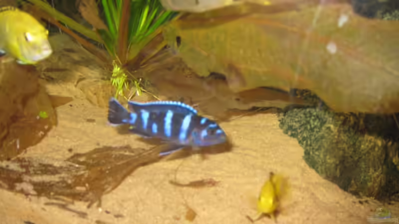 Ist das vll der Papa ? von Markus Hoffman (19)