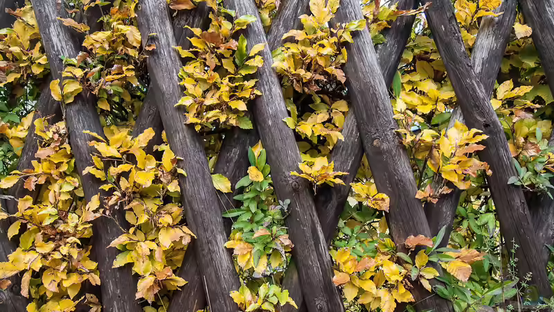 Ist der Jägerzaun noch zeitgemäß? Ein Blick auf Tradition und Moderne