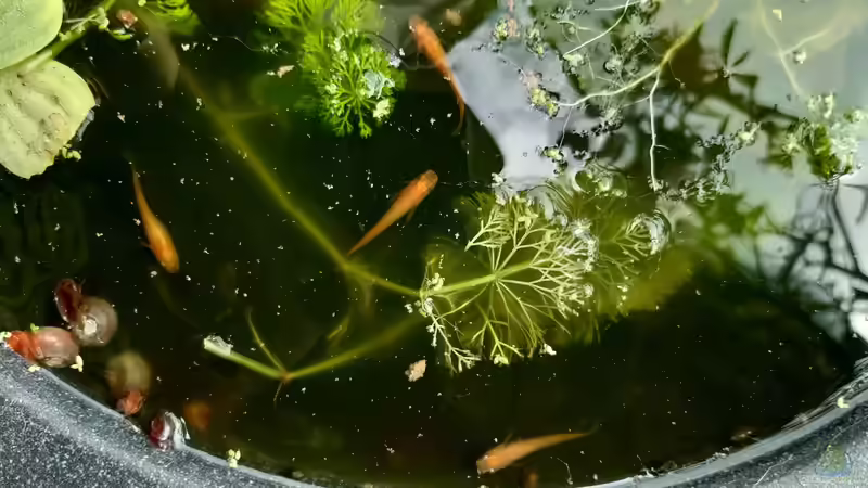 Ist der Medaka einfach zu halten?