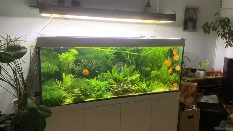 Ist ein Aquarium ein Stromfresser? - Stromverbrauch, Kosten & Tipps zum Sparen