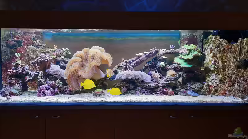 Ist ein Aquarium ein Stromfresser? - Stromverbrauch, Kosten & Tipps zum Sparen