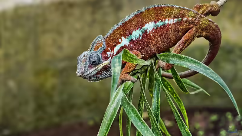Ist ein Chamäleon meldepflichtig? - Alles, was Halter in Deutschland wissen müssen