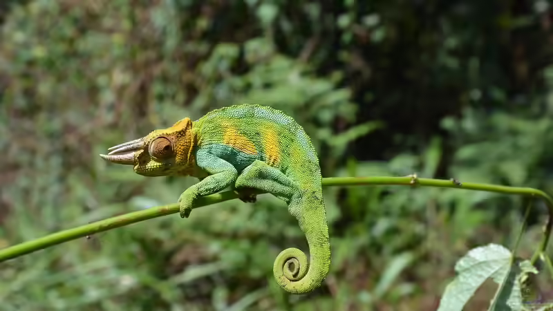 Ist ein Chamäleon meldepflichtig? - Alles, was Halter in Deutschland wissen müssen