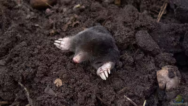 Ist ein Maulwurf schädlich für den Garten?