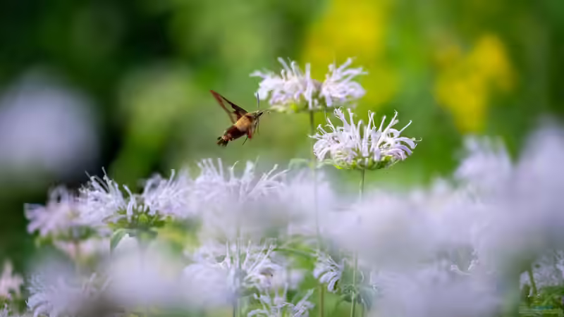 Ist ein Taubenschwänzchen selten? Alles über den faszinierenden Kolibrifalter im Garten