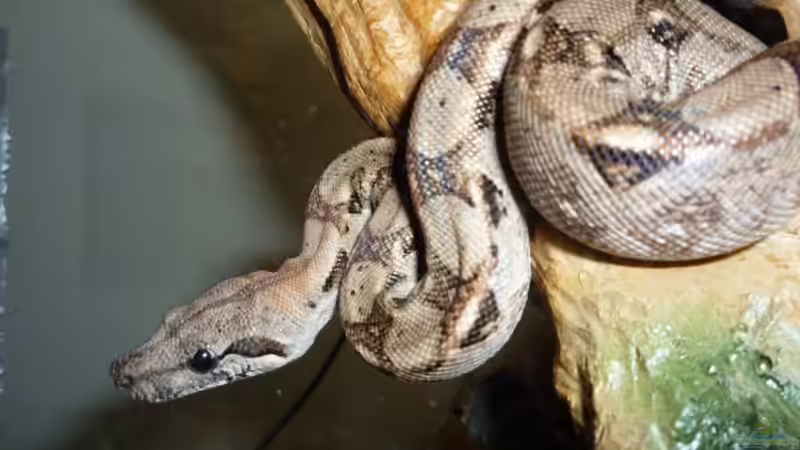 Ist eine Boa constrictor für Anfänger geeignet? - Der umfassende Ratgeber