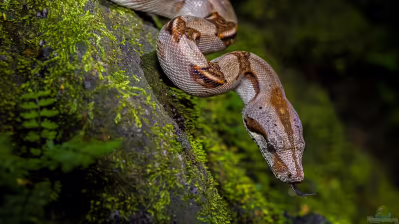 Ist eine Boa constrictor für Anfänger geeignet? - Der umfassende Ratgeber