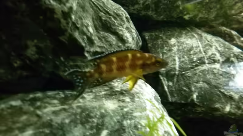 ist er nicht einfach nur schön?! von Julien Preuß (22)