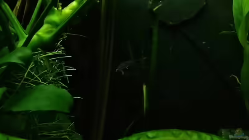 ist er nicht süss? von Pflanzennarr (47)