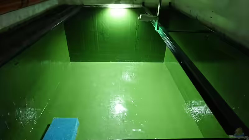 ist es nicht schön grün??? ;-) von kellerkind (40)