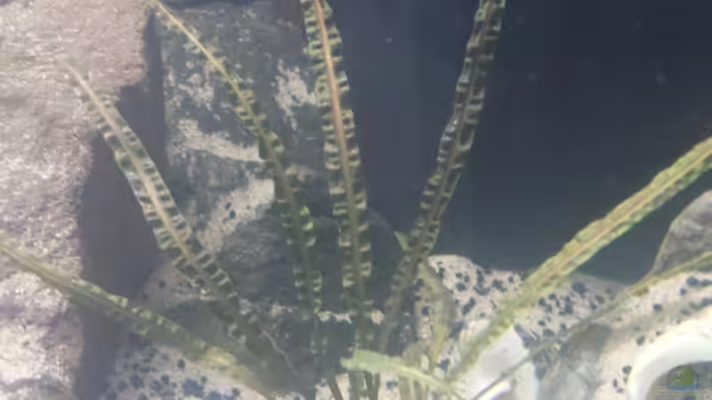 Ist ganz klein geworden von Kevin Engelsberger (9)