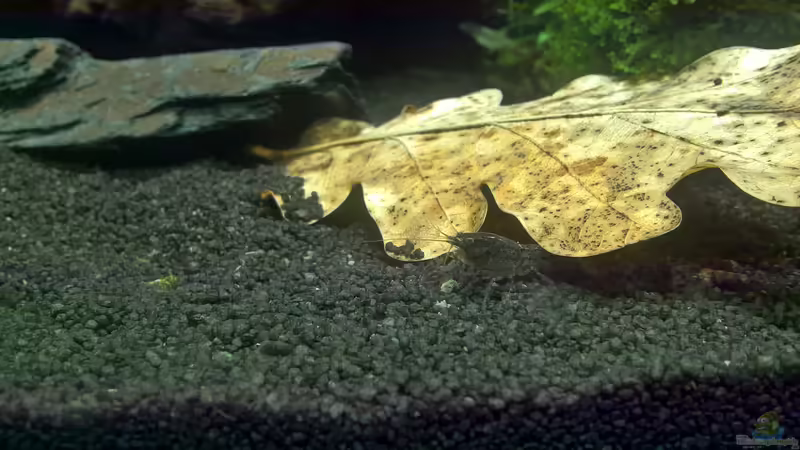 Ist jemand da? von echo (17)