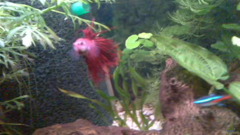 ist leider verstorben von Adi (10)