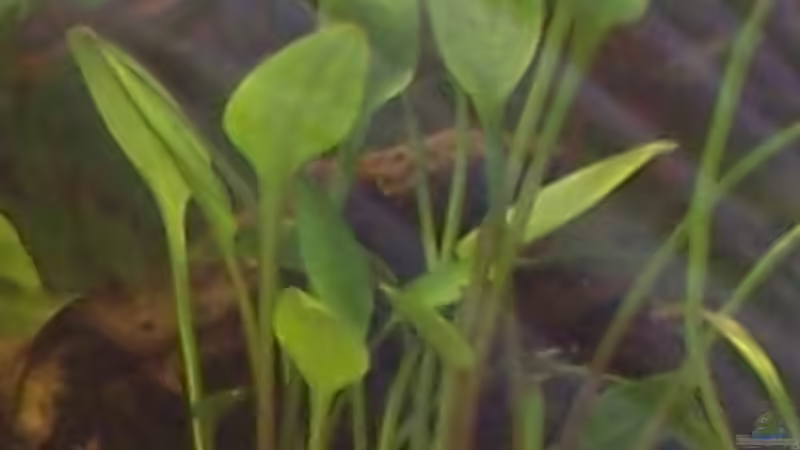 Ist mir auch noch Unbekannt waren gestern auf ner Fischbörse und haben da die Wasserpflanze von Kerstin Zänker (9)
