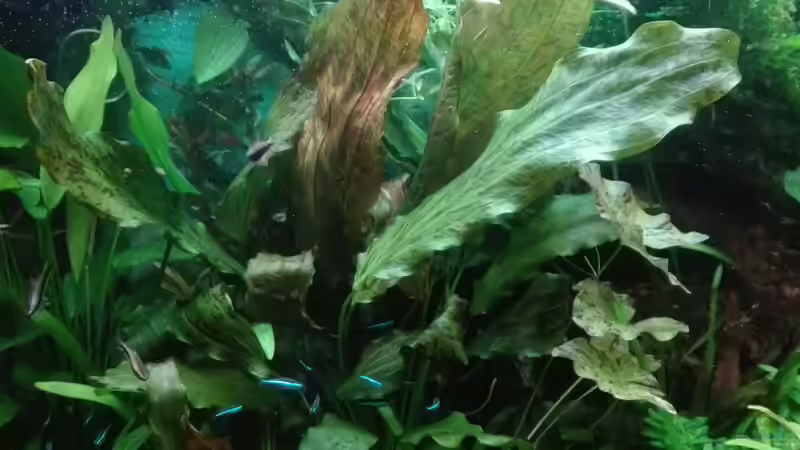 Ist schon mächtig geworden von Lance Hardwood (17)