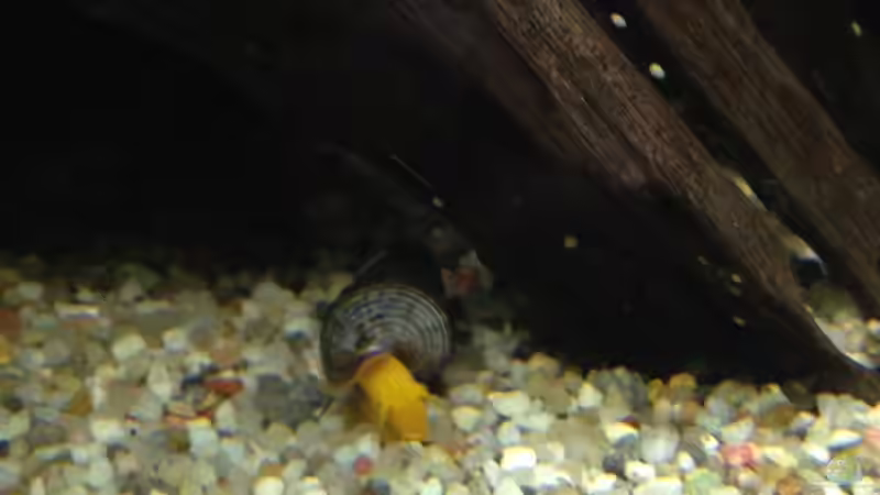 Tylomelania sp. Orange im Aquarium (Einrichtungsbeispiele für Orangene Felsenschnecke)