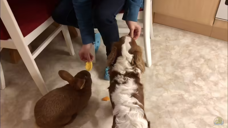 Ist Tierhaltung eigentlich vertretbar? - Eine etwas andere Ansicht zur Haltung von Tieren in der Obhut von Menschen???