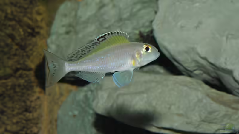 It´s a MEN world von Lars Schnabel (28)