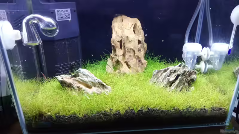 Iwagumi 12 Ltr. von Torsten Bullmahn (1)