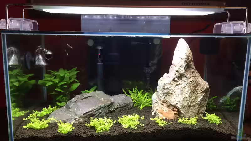 Iwagumi 2.0 von Fabian K. (1)