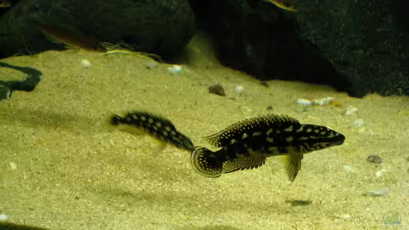 J. malerie von Milo (4)