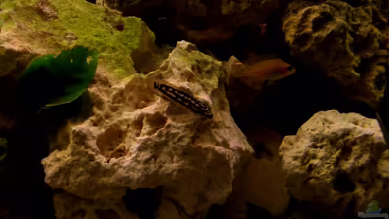 J. transcriptus und heller V.moorii von Julien Preuß (17)