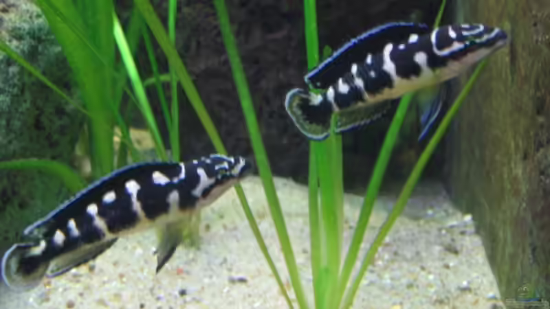 J. transcriptus von Jeffry Westerhoff (2)