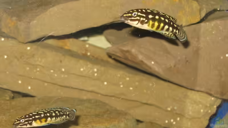 J.marlerie Paar von -serok- (8)