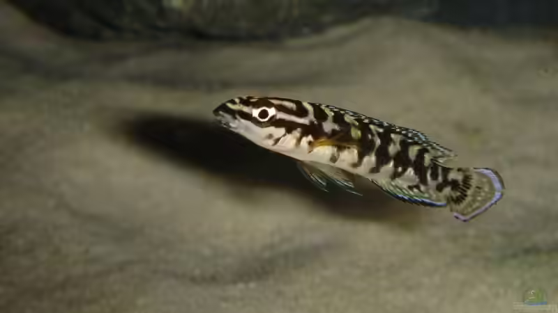 J.transcriptus von Traenenreiter (6)