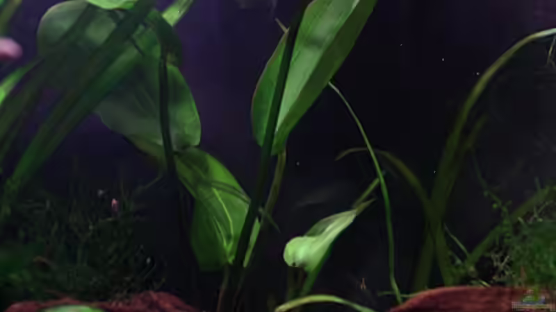 Ja, auch due Echinodorus hab ich mir letztlich geholt...in der Hoffnung sie würde das Becken Salmlergerechter machen. Ich find sie aber jetzt auch so ganz hünbsch. von vixen (9)