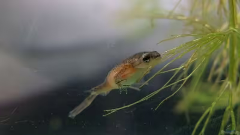 Ja, auch Jungfrösche können niedlich gucken :-) von Denise83 (20)