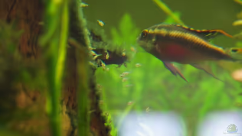 Ja, fresst nur die Pinselalgen auf, bevor ihr selbst gefressen werdet. von Rheinländer (44)