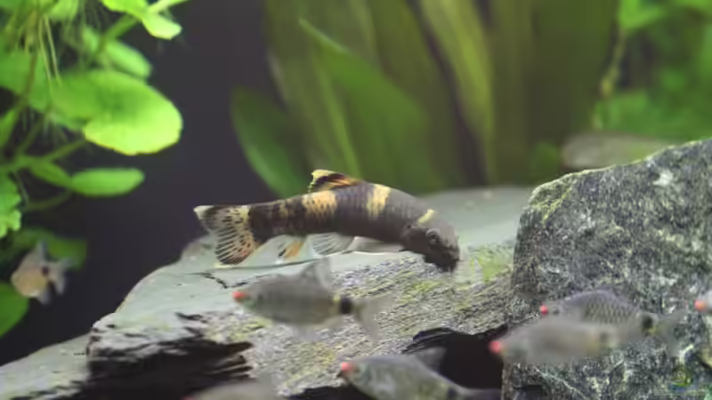 Ja, gut so, immer schön die Algen verputzen... von 77Markus (9)