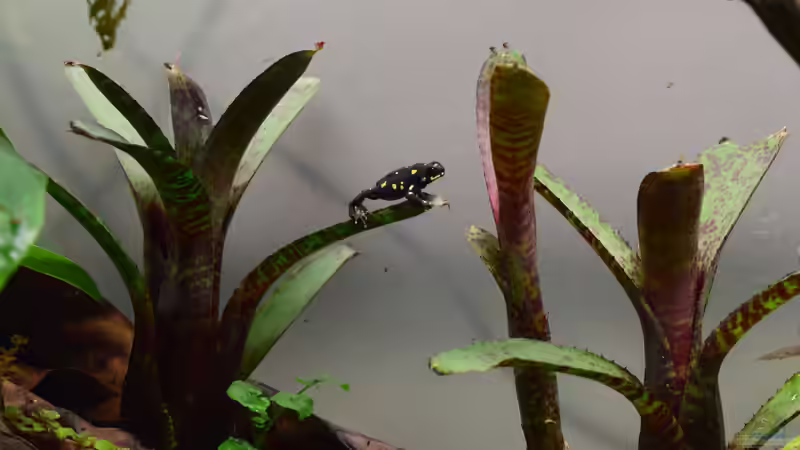 Ja, sie klettern gerne von Junglist (60)