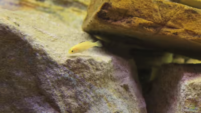 Ja das kommt dann dabei raus , wenn Männlein und Weiblein sich gut verstehen ;) von Richy (41)