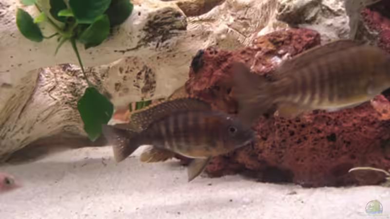 Ja ist ein Bock aber was?? von Günni (12)