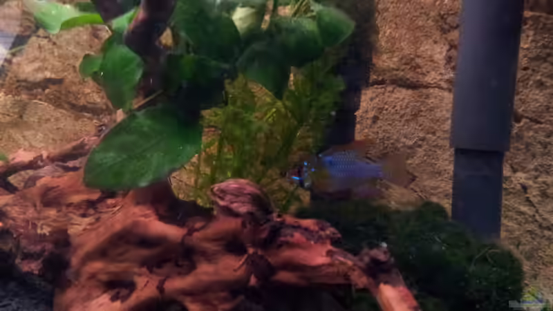 ja so blau blau blau .... von Gokel79 (20)