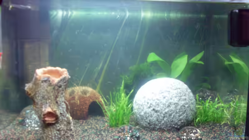 Ja so kann es erstmal bleiben von Brausefisch (6)