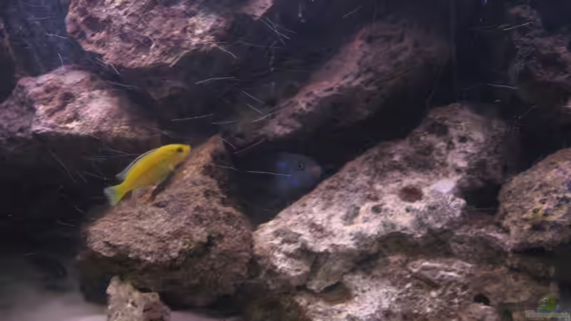 ja wen haben wir denn da von Gladbacherfohlen86 (49)