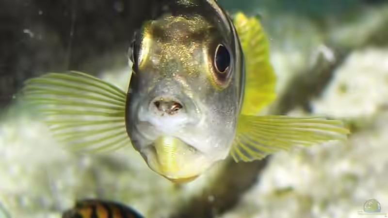 Ja wer schaut denn da aus dem Maul heraus? von jankov (32)