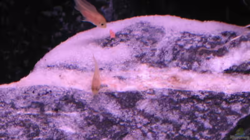 Ja wo ist den das Leckerchen von Malawifreak (12)