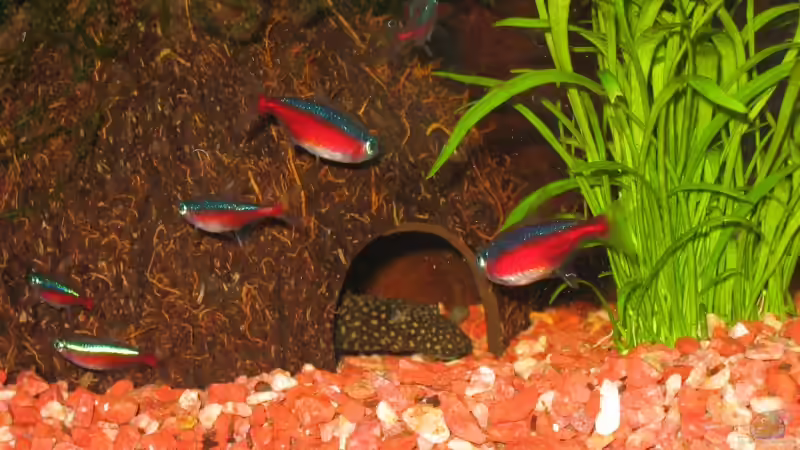 *Jack*, Herr der Kokosnusshöhle von Frances (14)