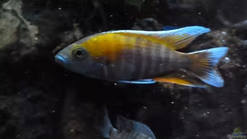 Jacobfreibergi Eureka Bock von Couro (31)