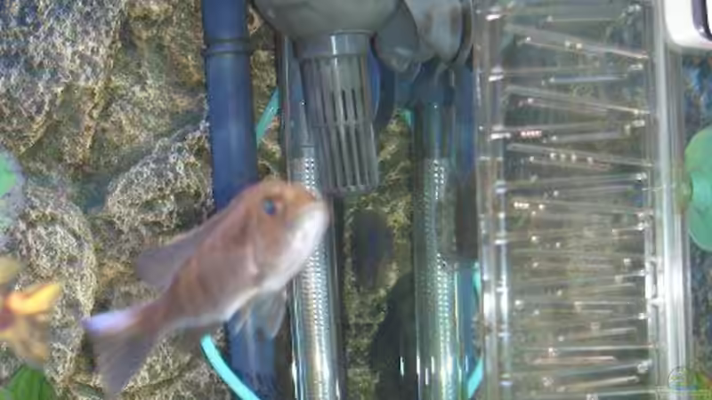 Jäger Heitzer 200w,Eheim air pump Dennerle co2 Flipper von Matthias Schmidt (5)