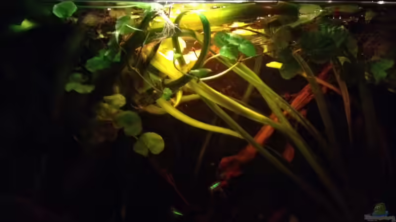 Jänner 2014 von der Steirer (14)