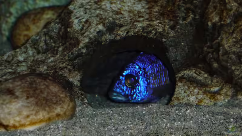 Jänner 2015 von DER YBBSTALER (89)