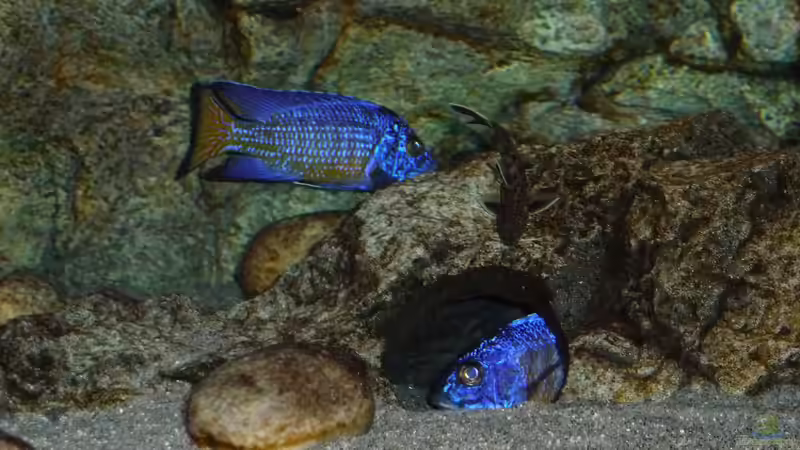 Jänner 2015 von DER YBBSTALER (90)