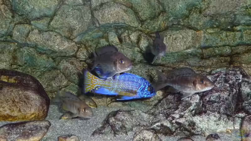 Jänner 2015 von DER YBBSTALER (92)