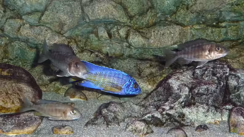 Jänner 2015 von DER YBBSTALER (93)